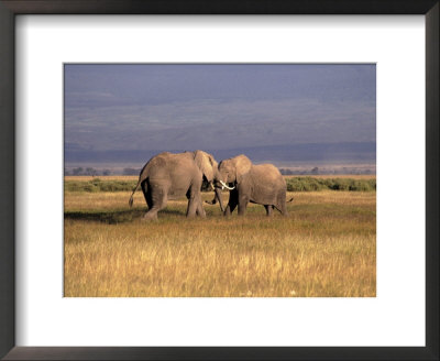 Elephants Play Fighting, Amboseli National Park, Kenya by Michele Burgess Pricing Limited Edition Print image