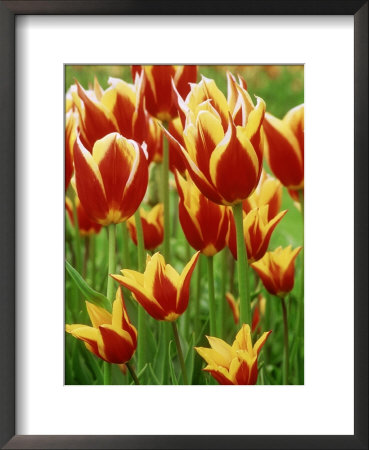 Tulipa Synaeda King (Tulip), Close-Up Of Red And Yellow Flowers by Mark Bolton Pricing Limited Edition Print image