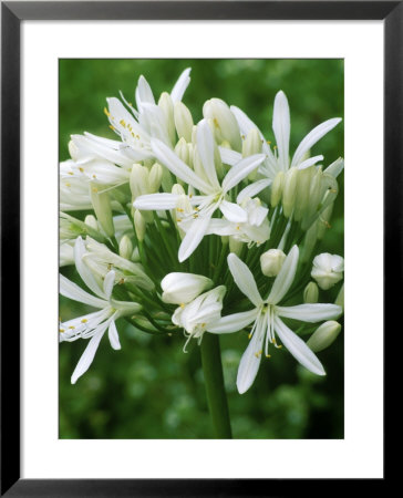 African Blue Lily by Mark Bolton Pricing Limited Edition Print image