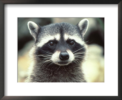 Close-Up Of A Raccoon by Jim Oltersdorf Pricing Limited Edition Print image