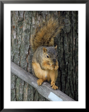 Squirrel Eating Nut by Terri Froelich Pricing Limited Edition Print image
