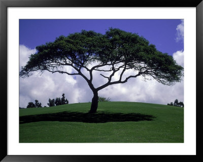 Shade Tree On Grassy Hill by Chris Rogers Pricing Limited Edition Print image