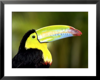 Toucan by Paul Audia Pricing Limited Edition Print image