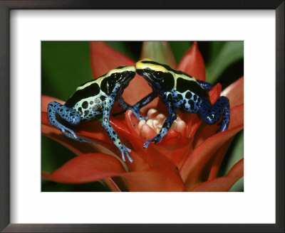 Dyeing Poison Arrow Frog, Dendrobates Tinctorius, Cobalt And Powder Blue by Brian Kenney Pricing Limited Edition Print image