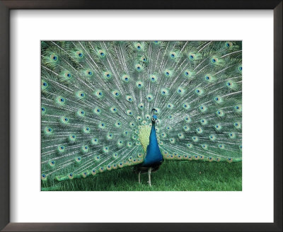 Peacock by Tony Ruta Pricing Limited Edition Print image
