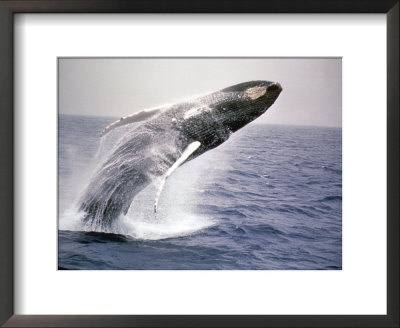 Humpback Whale by John Dominis Pricing Limited Edition Print image