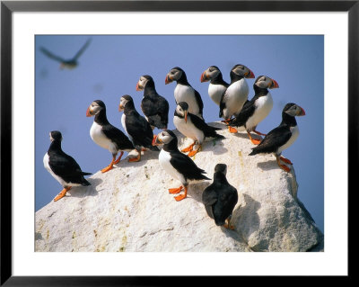 Puffins On Rock At Machias Seal Island by Kindra Clineff Pricing Limited Edition Print image