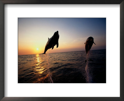 Bottle-Nose Dolphins by Stuart Westmoreland Pricing Limited Edition Print image