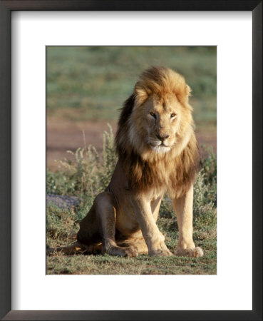Male Lion, East Africa by Elizabeth Delaney Pricing Limited Edition Print image