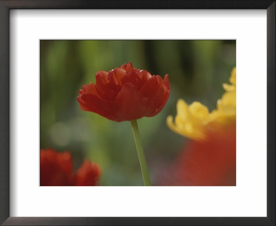 The Head Of A Red Tulip Against A Garden Background by Stephen St. John Pricing Limited Edition Print image