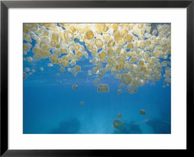 Sea Thimble Jellyfish by Bill Curtsinger Pricing Limited Edition Print image