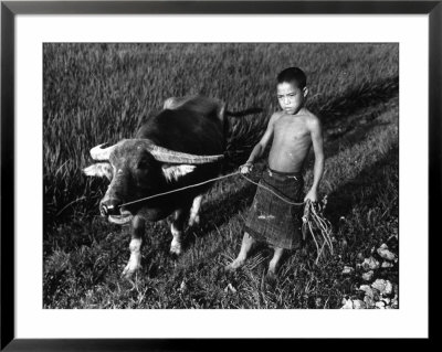 Little Boy Leading An Ox On A Rope by Carl Mydans Pricing Limited Edition Print image