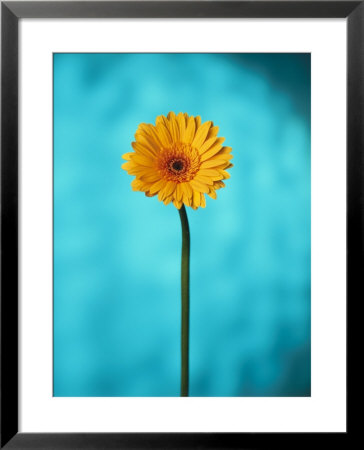 Close-Up Of A Flowering Daisy by Ernie Friedlander Pricing Limited Edition Print image