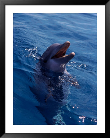 Bottle-Nosed Dolphin by Stuart Westmoreland Pricing Limited Edition Print image