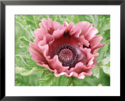 Papaver Orientale Patties Plum (Oriental Poppy) by Lynn Keddie Pricing Limited Edition Print image