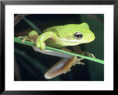 Frog Climbing On To A Leaf, Louisiana by Kevin Leigh Pricing Limited Edition Print image