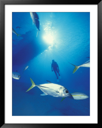 Scuba Diving At Lighthouse Reef With Fish, Barrier Reef, Belize by Greg Johnston Pricing Limited Edition Print image