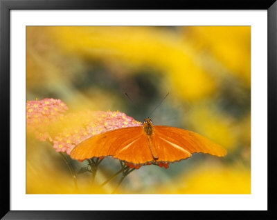 Butterfly Feeding On Terra Cotta Yarrow, Seaside Butterfly House, Oregon, Usa by Jamie & Judy Wild Pricing Limited Edition Print image