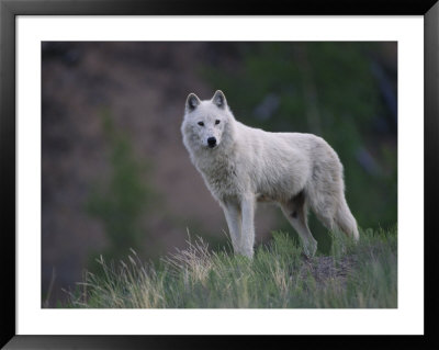 A Portrait Of A Wolf (Canis Lupus) by Paul Nicklen Pricing Limited Edition Print image