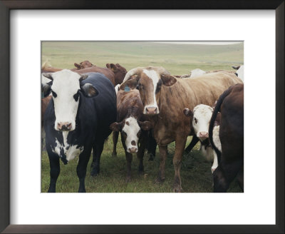 Curious Cows Approach The Camera by Stacy Gold Pricing Limited Edition Print image