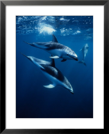 Dusky Dolphin, Peninsula Valdes, Patagonia by Gerard Soury Pricing Limited Edition Print image