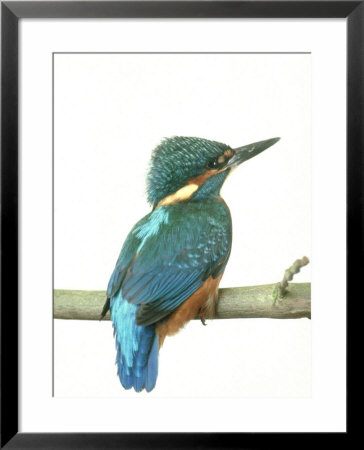 Kingfisher, Aylesbury, Uk by Les Stocker Pricing Limited Edition Print image