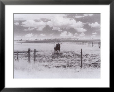 Longhorn Steer, Co by Chris Rogers Pricing Limited Edition Print image