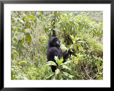 Mountain Gorilla, Female Climbing For Food, Rwanda by Mike Powles Pricing Limited Edition Print image