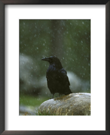 Raven, Perched On Rock In Falling Snow, Yellowstone National Park, Usa by Mark Hamblin Pricing Limited Edition Print image