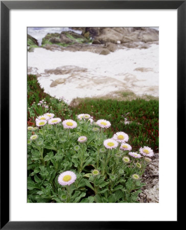 Erigeron Glaucus (Seaside Daisy) Mauve Flower Growing On Cliff Pebble Beach, California by John Beedle Pricing Limited Edition Print image