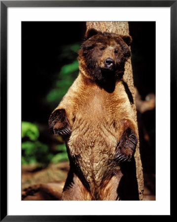 Grizzly Bear Standing Up by Fogstock Llc Pricing Limited Edition Print image