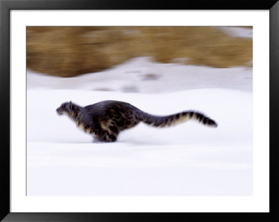 Snow Leopard by Robert Franz Pricing Limited Edition Print image