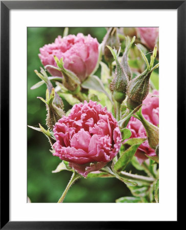Rosa Pink Grootendorst (Rugosa Rose), Pink Flower by Mark Bolton Pricing Limited Edition Print image
