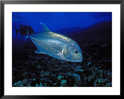 White Ulua Or Giant Trevally, Maui, Hawaii by David B. Fleetham Pricing Limited Edition Print image