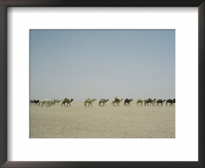 A Line Of Dromedary Camels by W. Robert Moore Pricing Limited Edition Print image