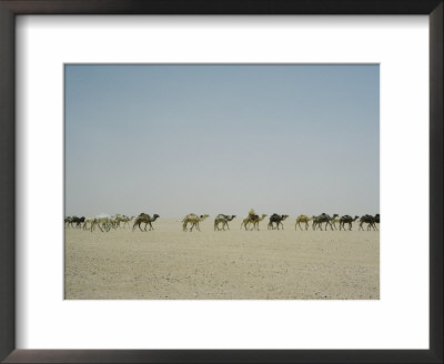 A Line Of Dromedary Camels by W. Robert Moore Pricing Limited Edition Print image