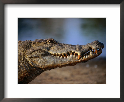Nile Crocodile (Crocodylus Niloticus) In Profile, Paga, Ghana by Ariadne Van Zandbergen Pricing Limited Edition Print image