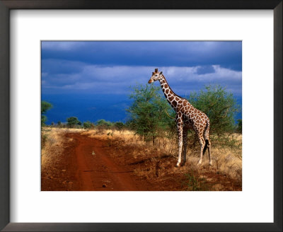 Reticulated Giraffe (Giraffa Camelopardalis Reiiculata), Meru National Park, Kenya by Ariadne Van Zandbergen Pricing Limited Edition Print image