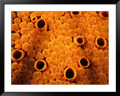 Detail Of Encrusting Sponge (Cliona Celata), New Zealand by Jenny & Tony Enderby Pricing Limited Edition Print image