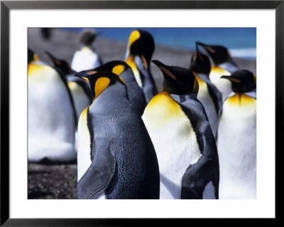 King Penguins (Aptenodytes Patagonica), Falkland Islands by Holger Leue Pricing Limited Edition Print image