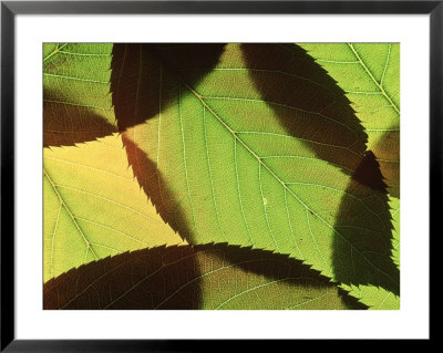 Prunus (Ornamental Cherry), Close-Up Of Leaves by Steven Knights Pricing Limited Edition Print image