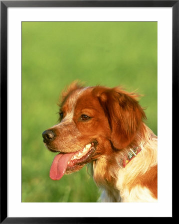 Brittany Spaniel by Klein And Huber Pricing Limited Edition Print image