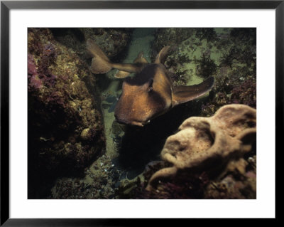 Port Jackson Shark, Swimming, Australia by Gerard Soury Pricing Limited Edition Print image