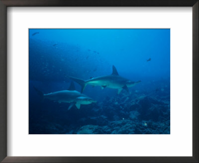 Two Scalloped Hammerhead Sharks Cruise The Waters Off The Galapagos by Wolcott Henry Pricing Limited Edition Print image