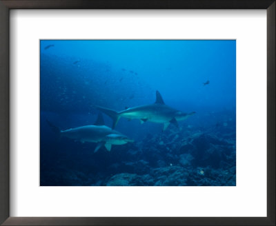 Two Scalloped Hammerhead Sharks Cruise The Waters Off The Galapagos by Wolcott Henry Pricing Limited Edition Print image