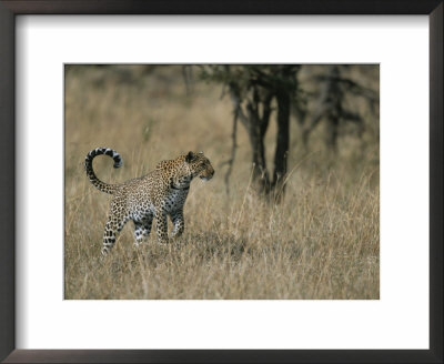 A Leopard On A Grassy Plain In Masai Mara National Reserve by Roy Toft Pricing Limited Edition Print image
