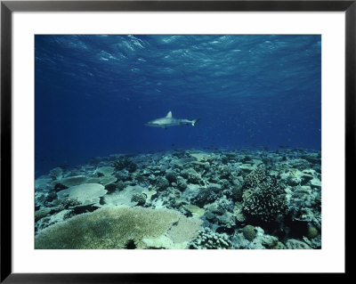 A Gray Reef Shark Swims In The Distance by Bill Curtsinger Pricing Limited Edition Print image