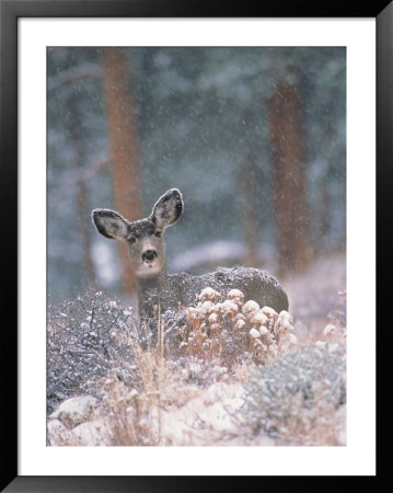 Deer In Winter Forest by Robert Franz Pricing Limited Edition Print image