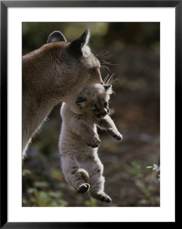 Mother Mountain Lion, Felis Concolor, Carries A Two-Week-Old Kitten by Jim And Jamie Dutcher Pricing Limited Edition Print image