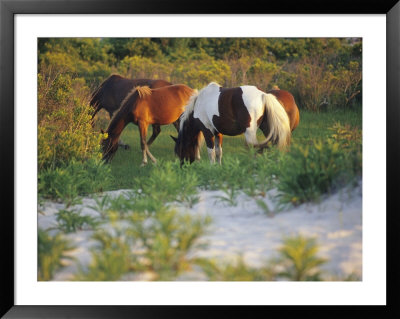 Wild Ponies Graze On Tender Grasses by Raymond Gehman Pricing Limited Edition Print image